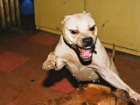 Жители многоэтажки в Волгограде не могли попасть домой из-за бойцовской собаки
