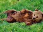 Бегающую вокруг села медведицу хотят спасти от расстрела волгоградские зоозащитники