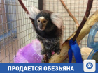 Продается игривая маленькая обезьянка