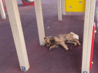 Второй день возле элитного ЖК в Волгограде на детской площадке лежит умирающая собака
