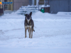 «Собаки не виноваты»: в проблеме агрессивных животных волонтер обвинила волгоградских чиновников