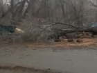 Спил живых деревьев попал на видео в Волгограде