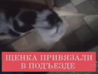 Неизвестные примотали бинтом щенка к перилам в Волжском