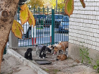Не жалеют даже щенков: в Волгограде на глазах у плачущих детей отлавливают собак 