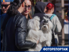 Толпы обожающих своих питомцев собачников собрались в центре Волгограда по важному поводу