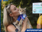 У столичных звезд эстрады нашлись сильные конкуренты в Волгограде