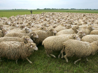 Безработные на мотоциклах похитили овец под Волгоградом 