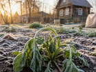 Как спасти огород после майских заморозков — только проверенные советы