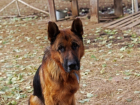 Волонтеры Волгограда спасли от смерти породистого пса из Карачаево-Черкесии