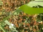 Полчища саранчи на подступах к Волгограду сняли на видео