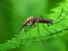 В Волгоградской области обсудили, как будут травить комаров