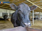 Волгоградские коровы стали давать больше молока