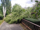 Огромное дерево свалилось у гимназии в Волгограде