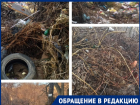 "У нас крысы пешком ходят!": как перекладывание ответственности множит антисанитарию в Волгограде 