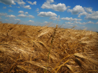 Рабочего перемололо с пшеницей в Волгоградской области