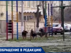 «Крик нашего двора»: на видео попала стая дворовых собак, разгуливающих на детской площадке в Волгограде