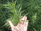 Житель Калача вырастил 22 куста конопли 