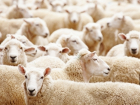 Под Волгоградом приставы отобрали 92 овцы у селянина из-за долга в 100 тысяч