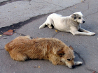В Волгограде больше не будут отстреливать бродячих собак