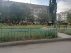 33 коровы: стадо заметили прямо во дворе многоэтажек Волгограда