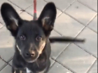 В Волгограде заморенная голодом собака научилась есть окурки
