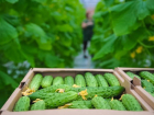 Волгоград занимает 2 место в России по производству овощей 