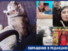 «Убили и пустили на мясо»: спасенную из жутких условий хаски ищут в Волгограде