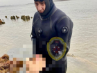 Новые части расчлененной волгоградки выловили из Волги