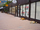 Владельцам собак в Волгоградской области может грозить до 200 тысяч рублей штрафа за "покусы"