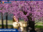 Удивительное зрелище: в волгоградском ЦПКиО цветет Иудино дерево