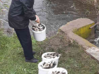 В Цимлянское водохранилище в Волгоградской области выпустили 3,5 млн мальков амура и толстолобика