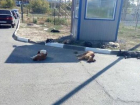 Стая собак кошмарит жителей элитного ЖК в Волгограде с «однушками» за 4 млн рублей