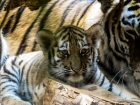 «Они просто гниют заживо»: волгоградцам раскрыли кошмар фотосессий с милыми тигрятами