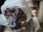 Нет ушей, скальп снят: в Волгограде спасают пса из гаражного кооператива