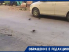 Крысы позвали друзей после жалобы волгоградцев