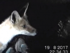 Бесстрашный и голодный лисенок попал на видео в лагере уфологов на Медведицкой гряде