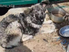 «Привязала больную собаку и ушла»: волонтеры показали как выглядит доброта по-волгоградски