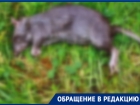 Вонючие свалки с крысами заполонили Волгоград