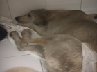 Собаку с добрыми глазами неизвестные сбили и бросили умирать у Мамаева кургана в Волгограде