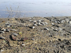 «Массовый замор» на юге Волгограда оказался недельной протухшей рыбой, оставшейся от браконьеров