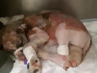 «Борется из последних сил»: щенок, который после пожара в овраге впал в кому, пришел в себя