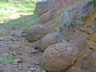 Яйца динозавров освоились в Волгоградской области 