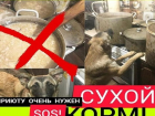 В Волгограде продолжают спасать приют, хозяйка которого переболела двусторонней пневмонией