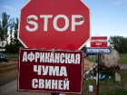 Африканской чумой свиней оказался отравлен охотзаказник в Волгоградской области