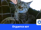 Воспитанный кот ищет дом и заботливую хозяйку