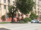 Огромная ветка рухнула в Волгограде на улице Мира
