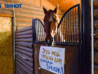 Волгоградский суд постановил снести конюшни «Соснового бора»