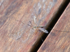 С 12 мая начнут травить комаров и клещей в Волгоградской области