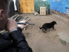 250 тысяч бюджетных рублей чиновники севера Волгограда потратили на отлов маленьких ручных собак