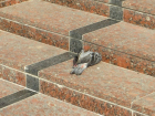 Центр Волгограда оккупировали мертвые голуби